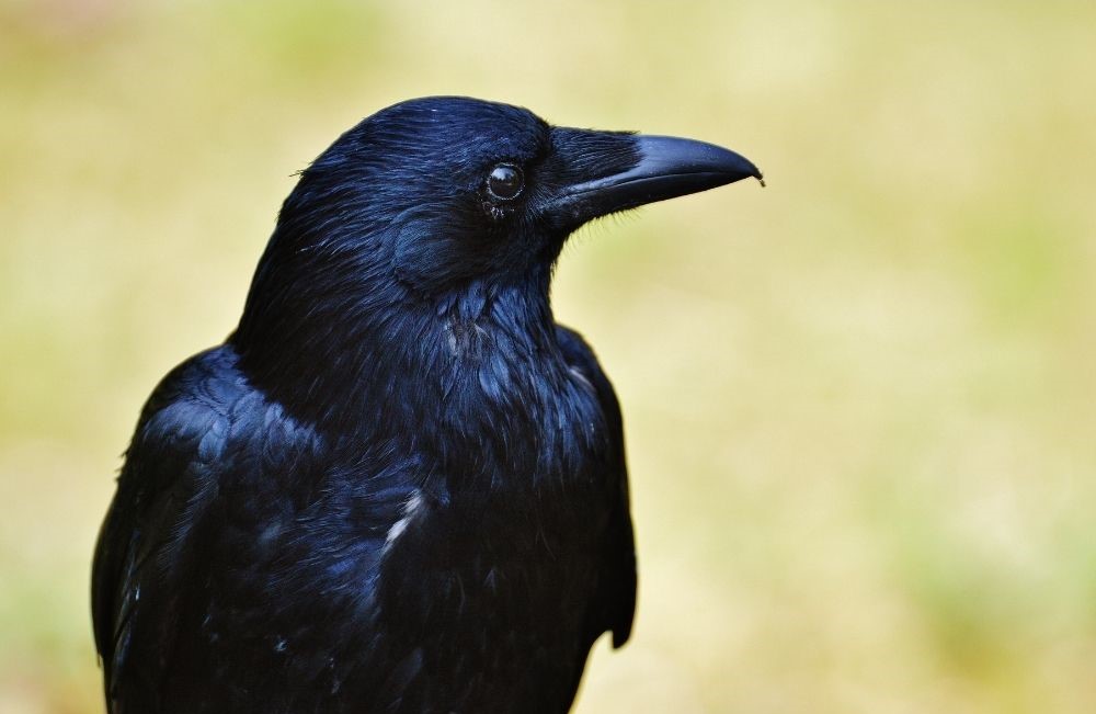 The Corvidae family of crows and ravens served as inspiration for Louisa's capsule wardrobe collection.